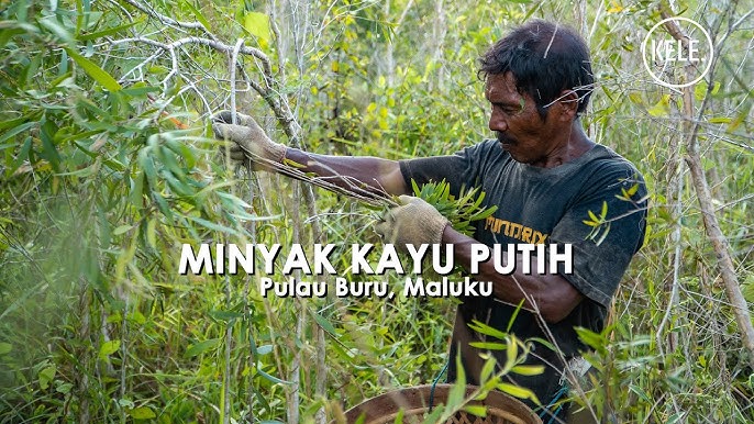 Minyak Kayu Putih Asli